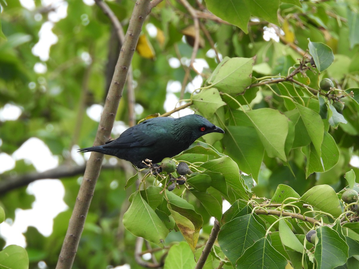 Asian Glossy Starling - ML645550466