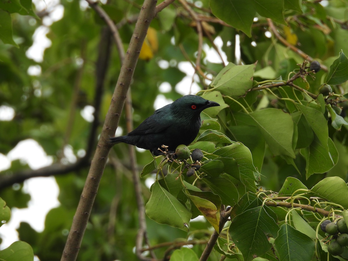 Asian Glossy Starling - ML645550467