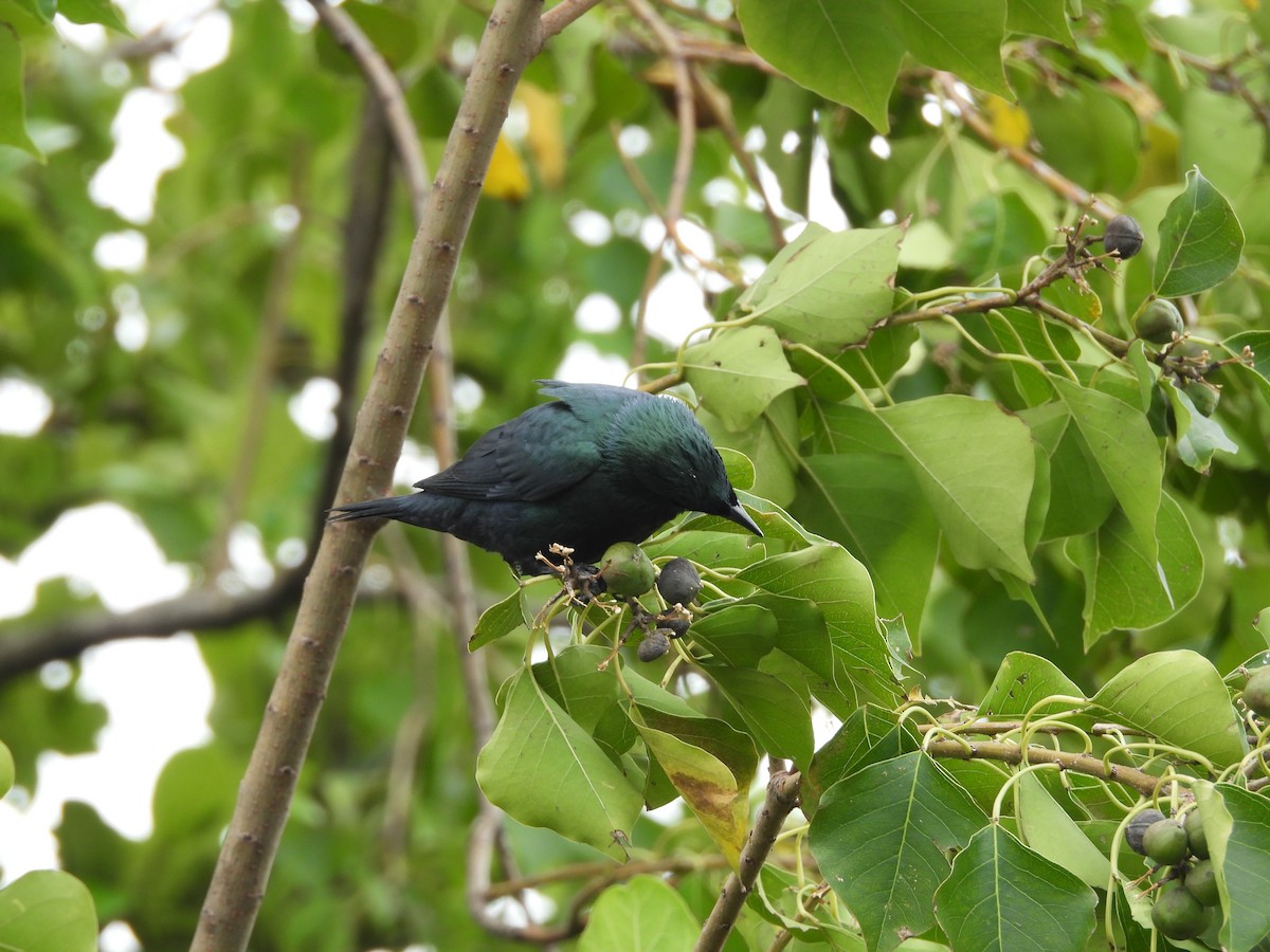 Asian Glossy Starling - ML645550468