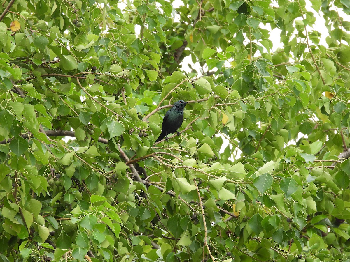 Asian Glossy Starling - ML645550469
