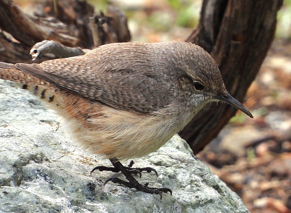 střízlík skalní - ML645550472