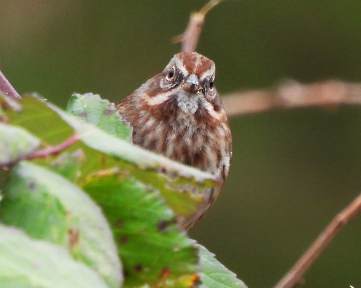 Song Sparrow - ML645550480