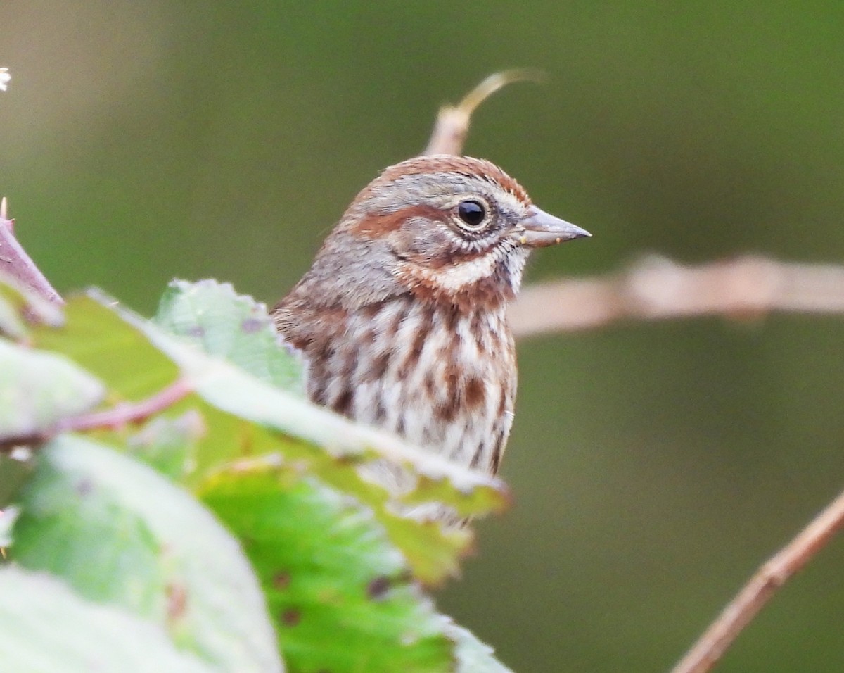 Song Sparrow - ML645550481