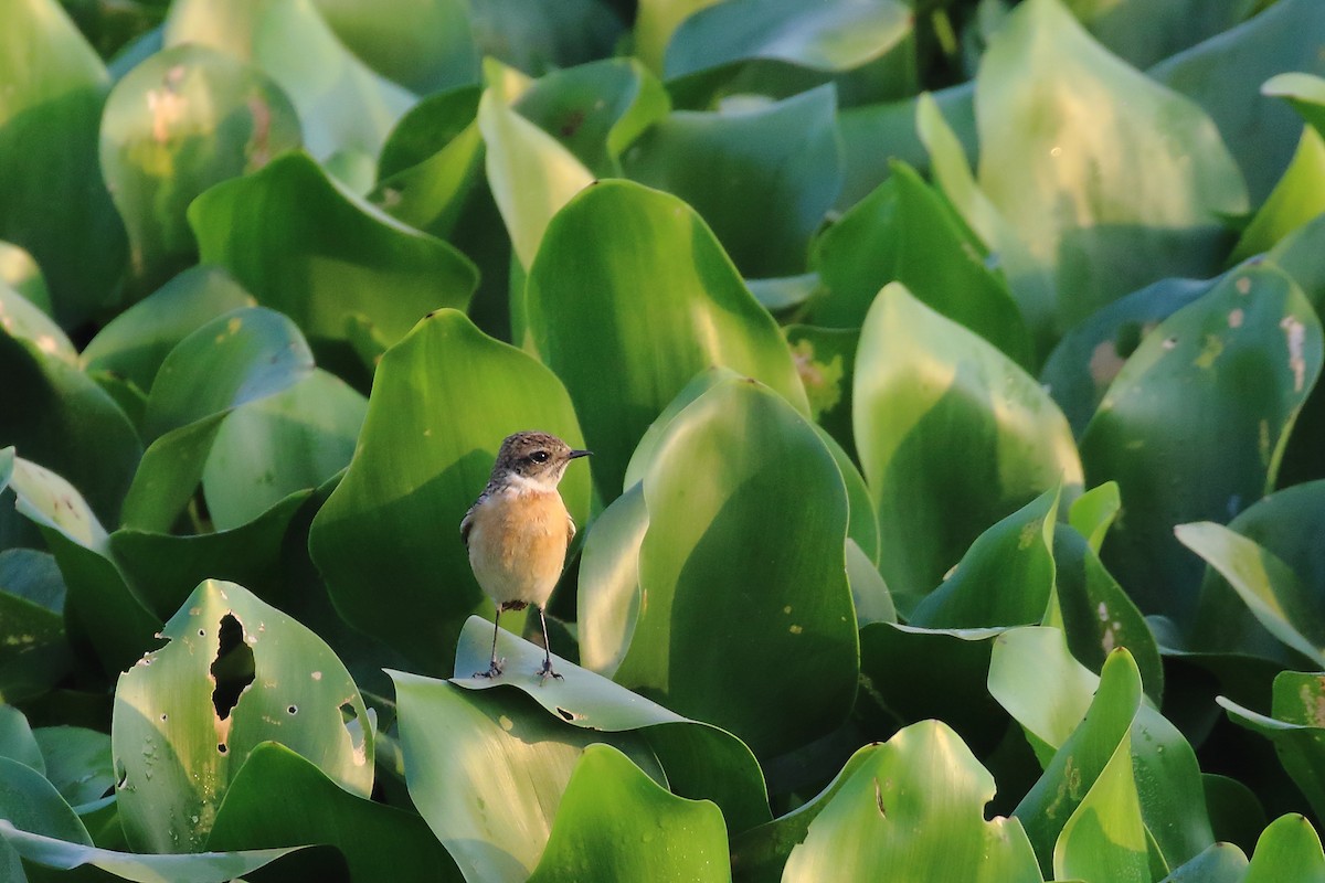 Сибирский черноголовый чекан - ML645550486