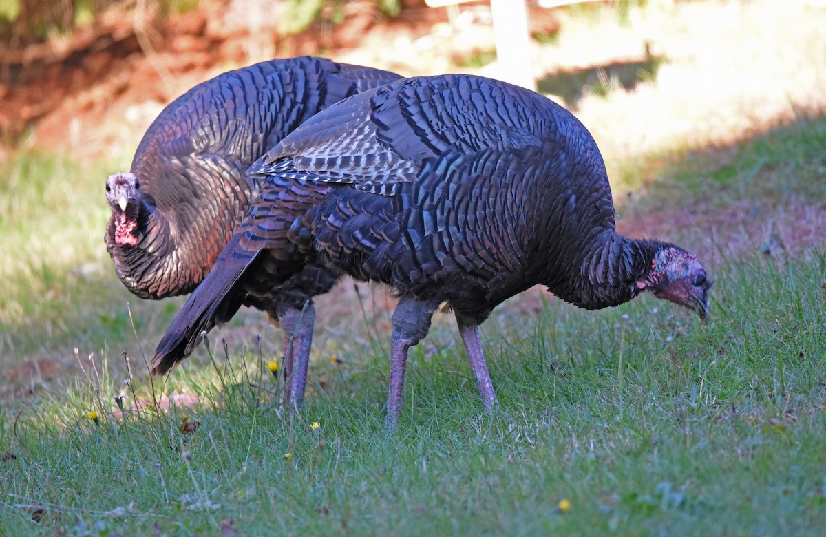 シチメンチョウ - ML645550492