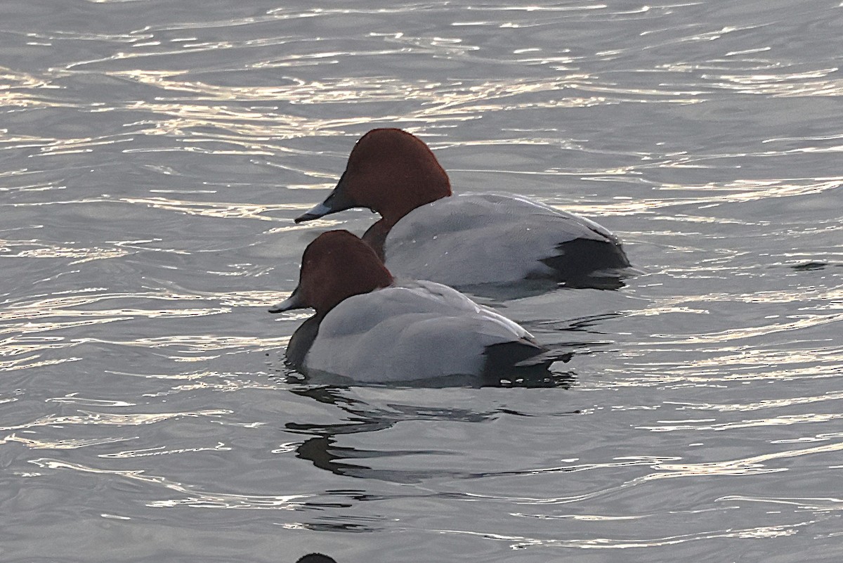 taffeland - ML645550510