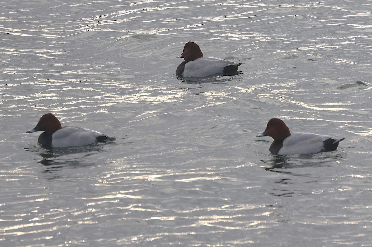 taffeland - ML645550511