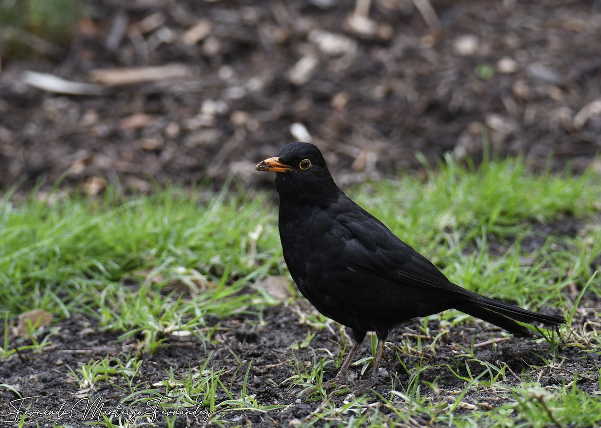 Чёрный дрозд - ML645550521