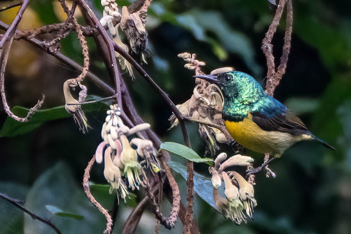 Саїманга зеленовола - ML645550524