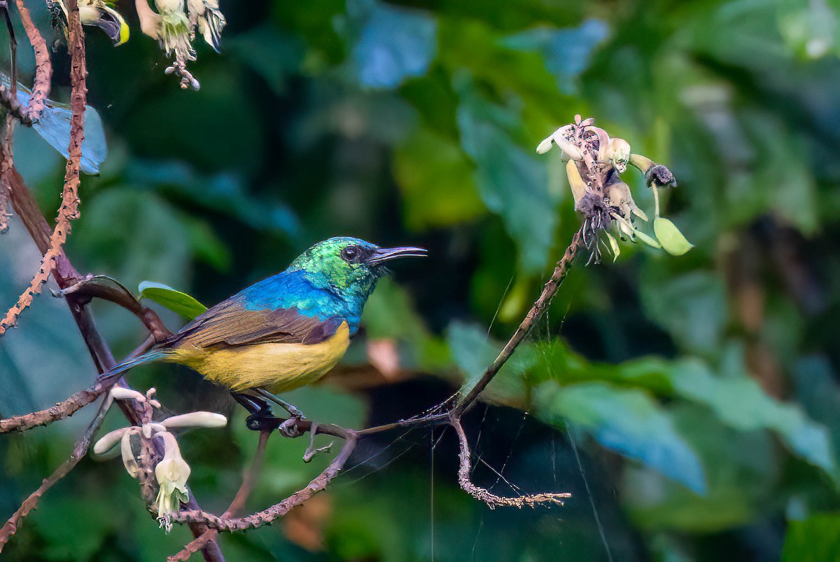 Саїманга зеленовола - ML645550525