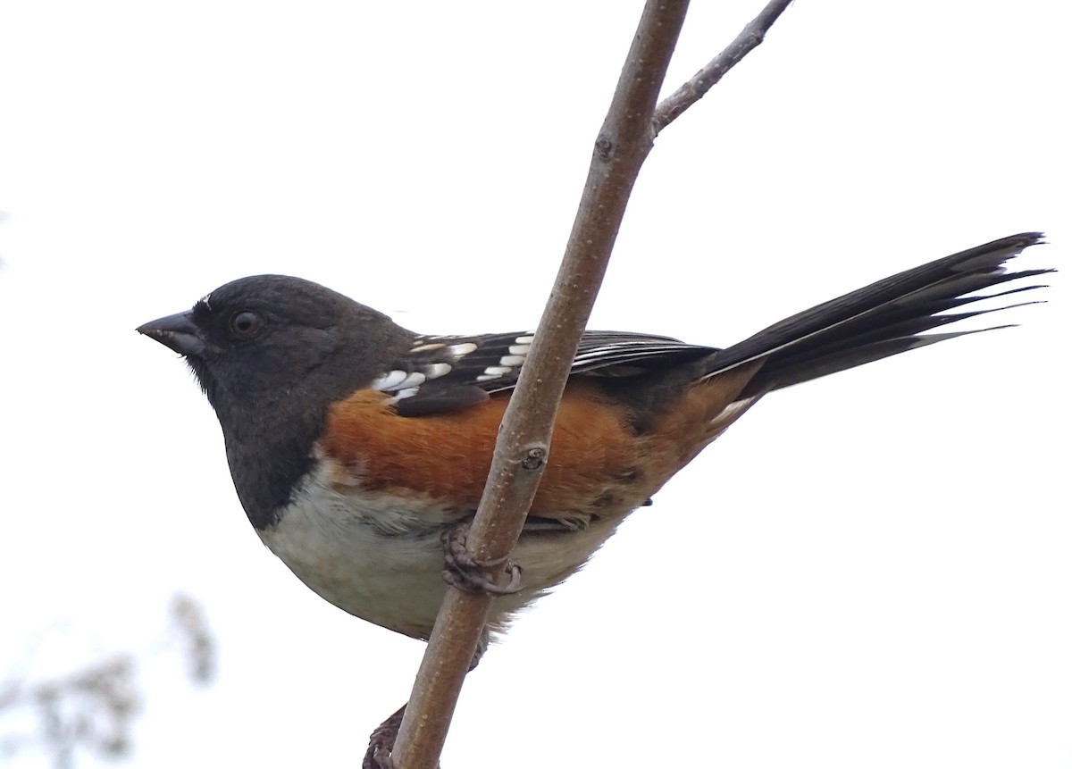 Spotted Towhee - ML645550527