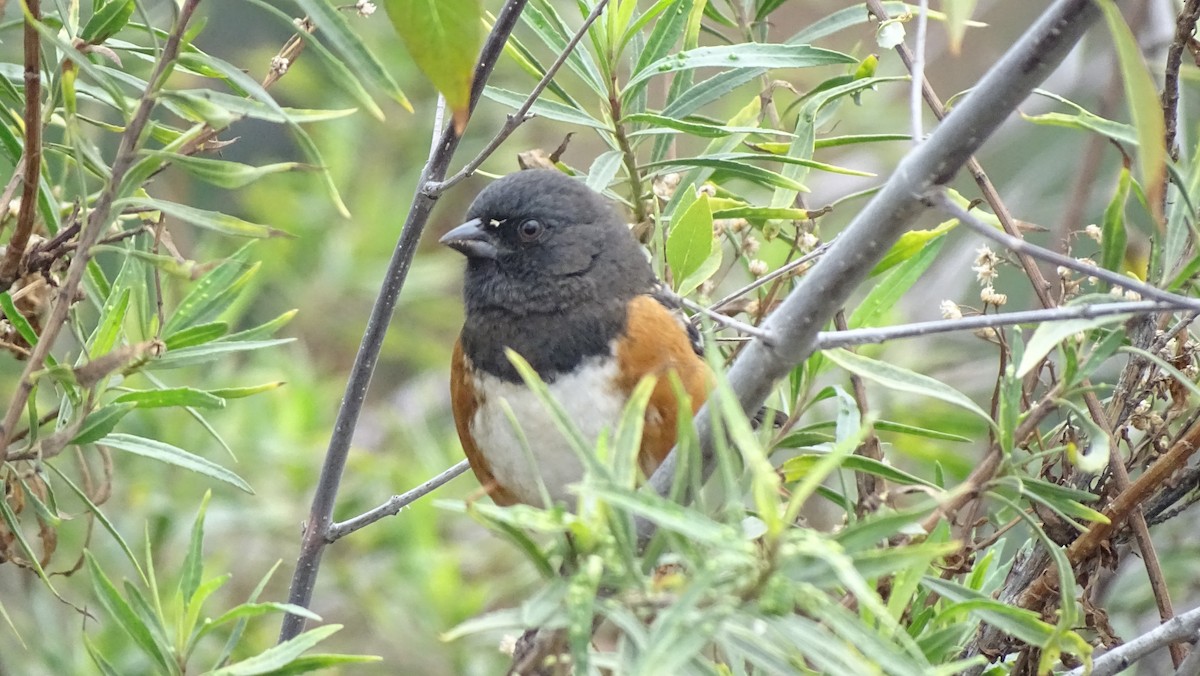 Spotted Towhee - ML645550529