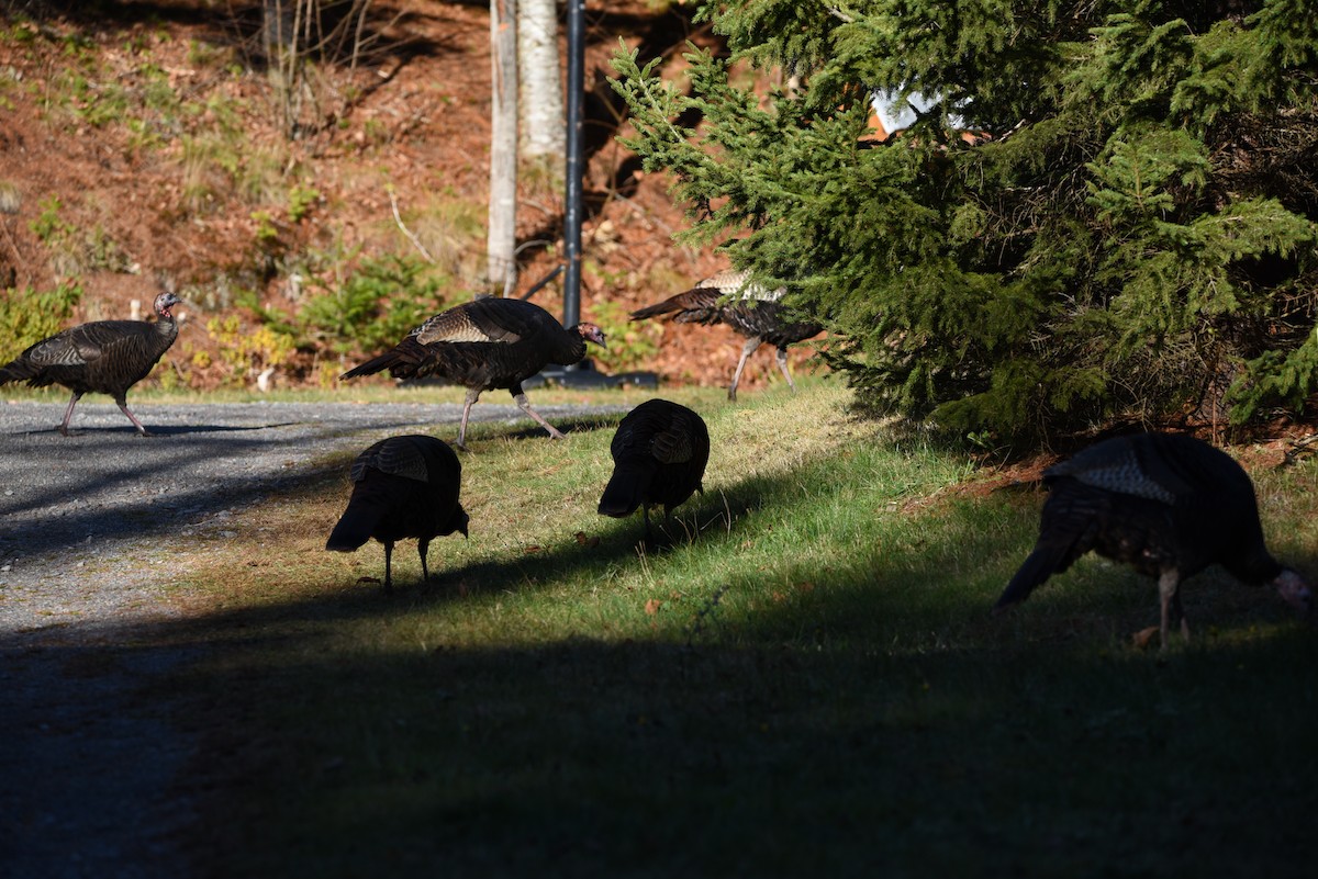 シチメンチョウ - ML645550530