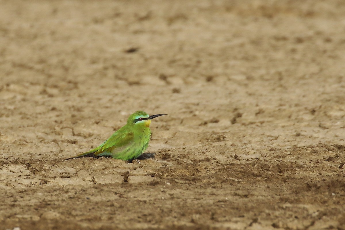 Blue-cheeked Bee-eater - ML645550539