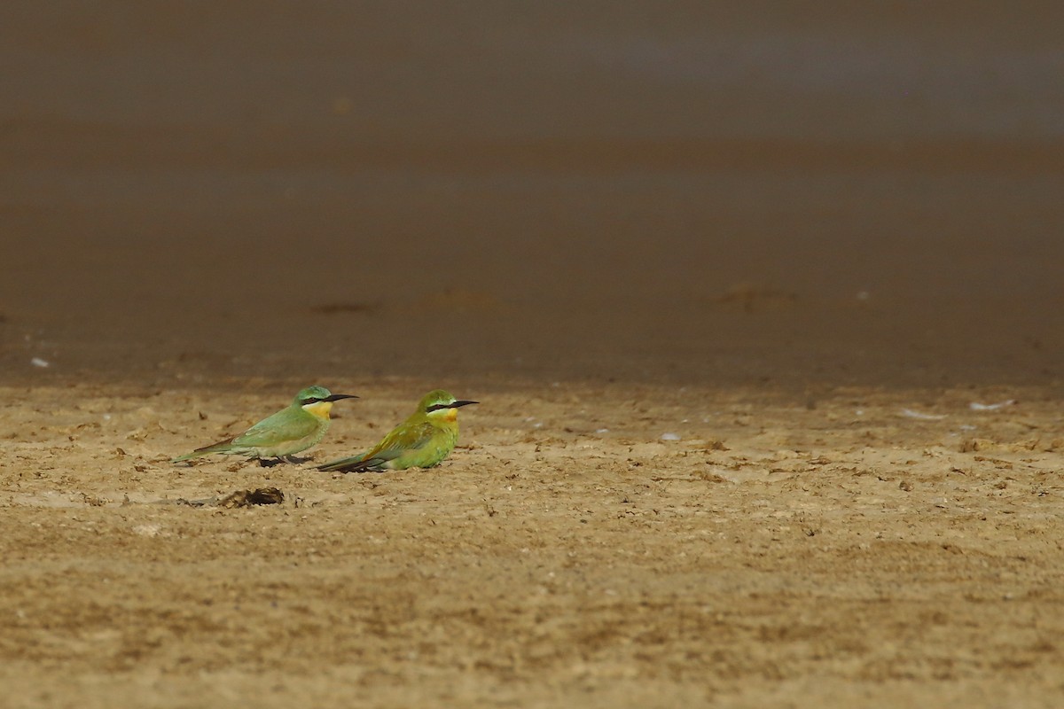 Blue-cheeked Bee-eater - ML645550540