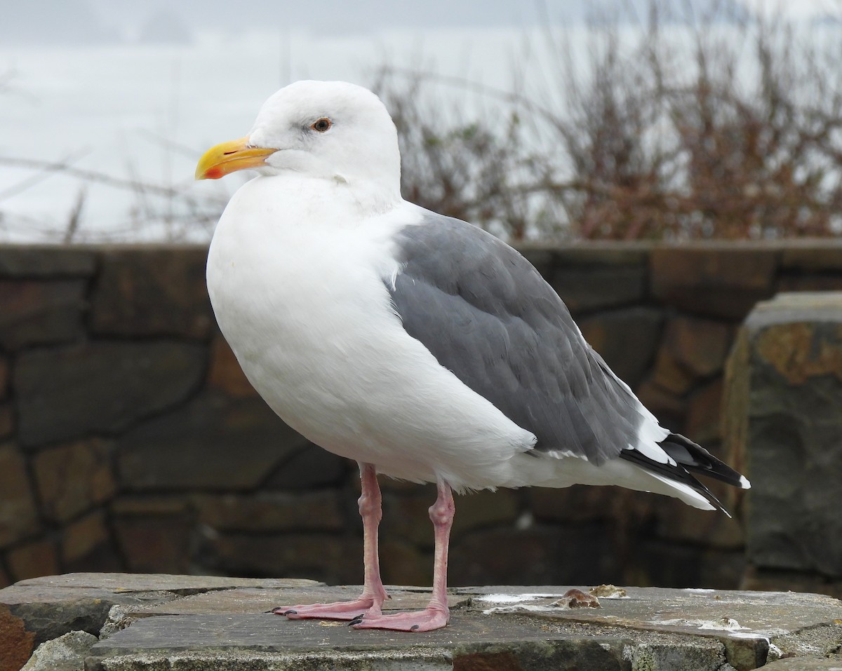 アメリカオオセグロカモメ - ML645550541