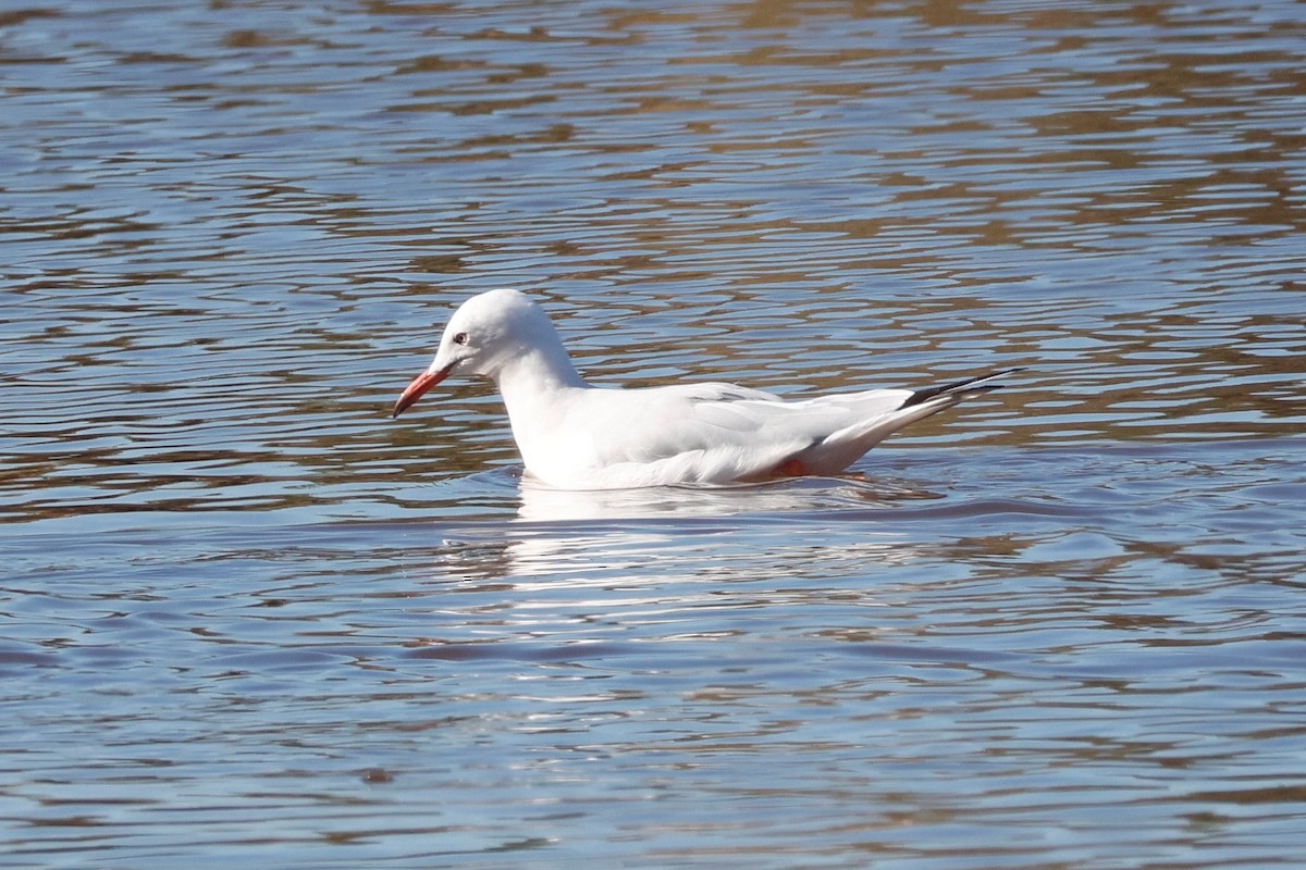 Slender-billed Gull - ML645550542