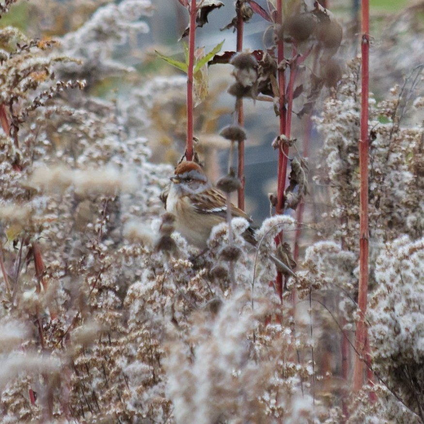 Пасовник північний - ML645550579