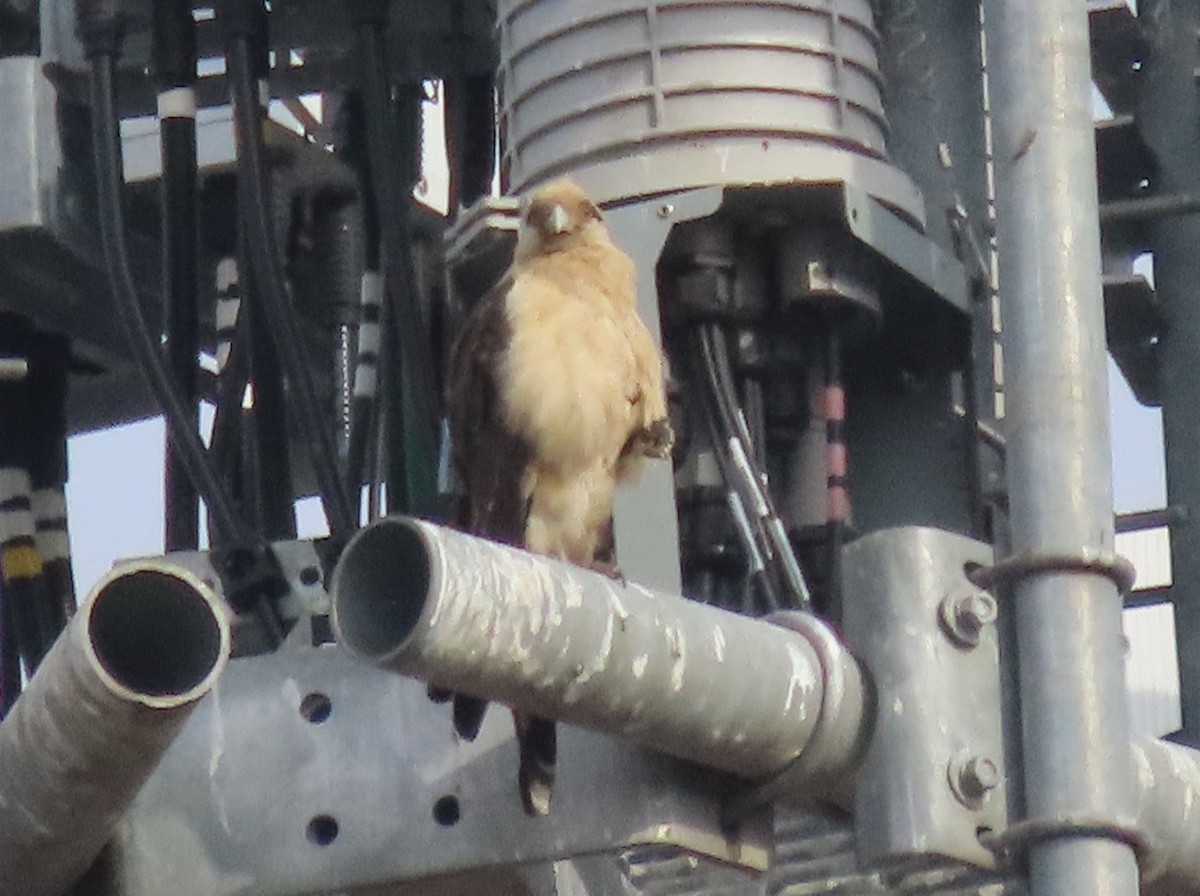 Yellow-headed Caracara - ML645550580