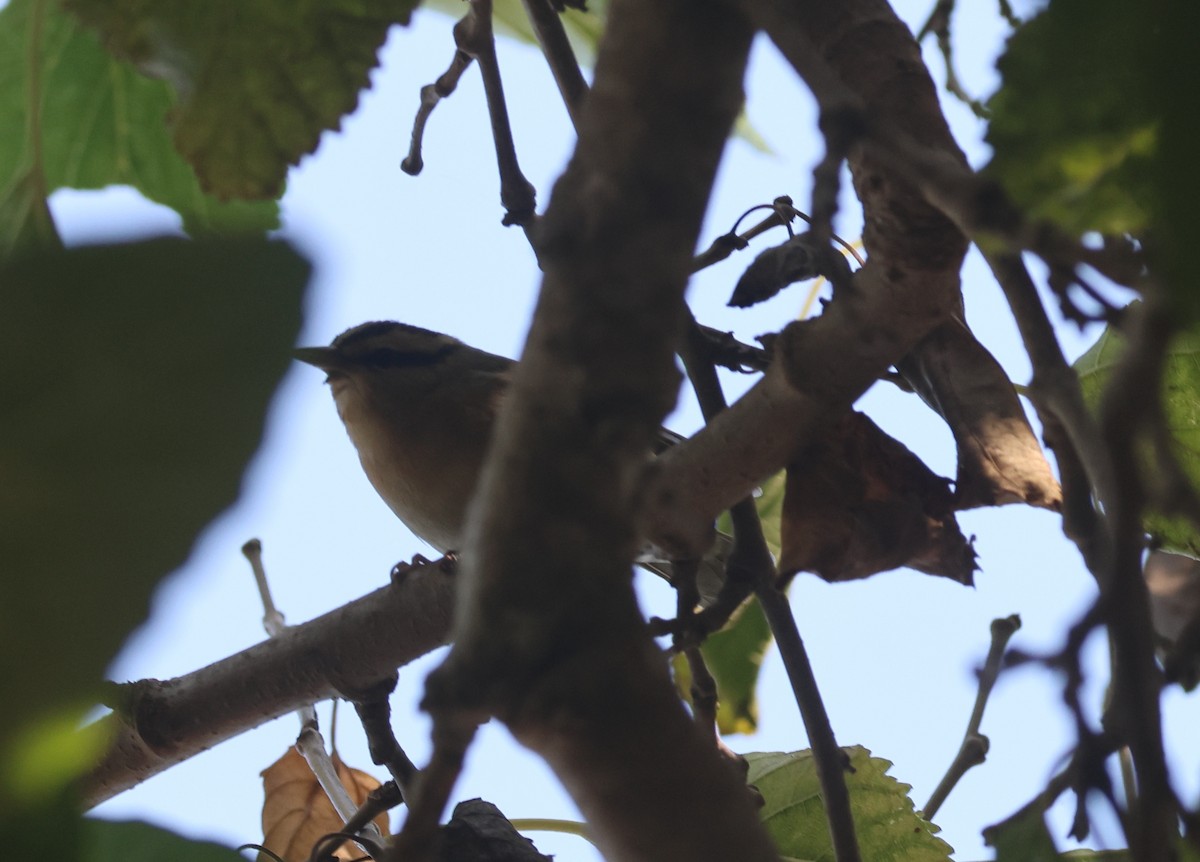 Worm-eating Warbler - ML645550582