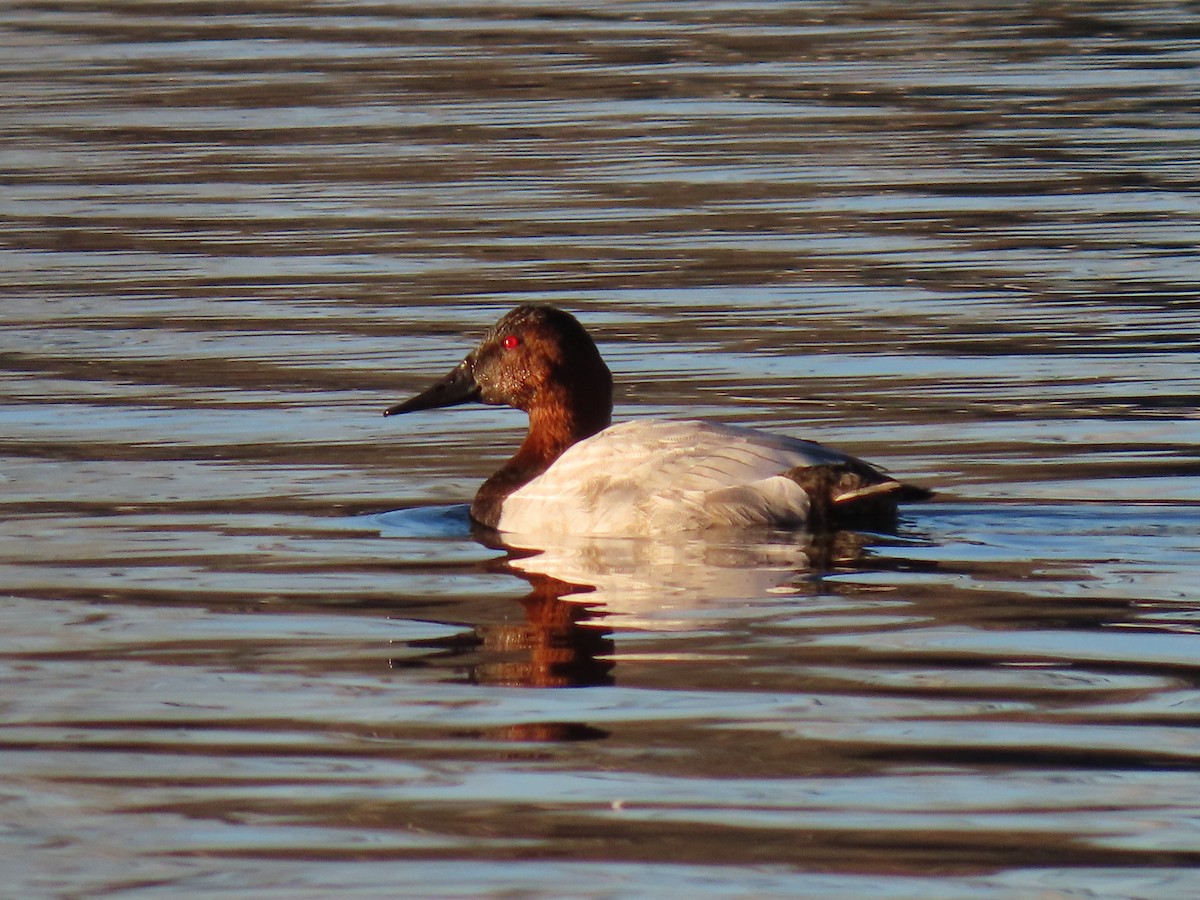 Murgilari bizkarzuria - ML645550591