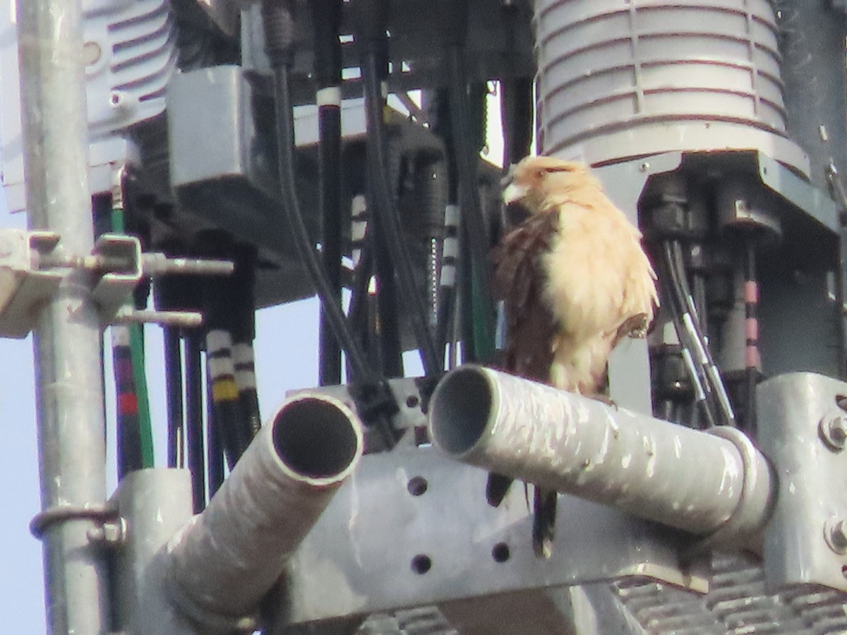 Yellow-headed Caracara - ML645550596