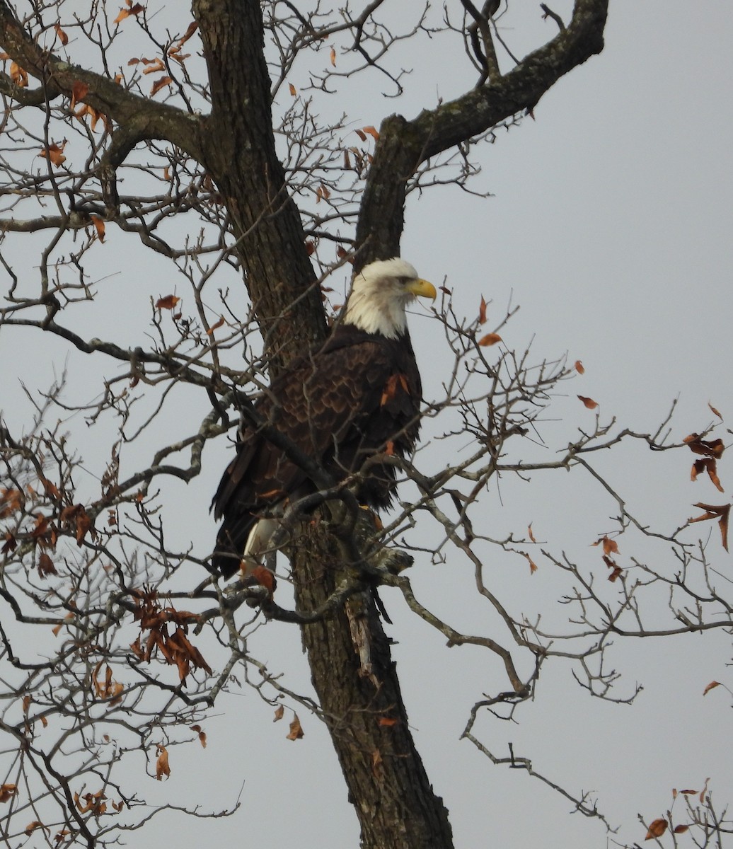 Bald Eagle - ML645550627