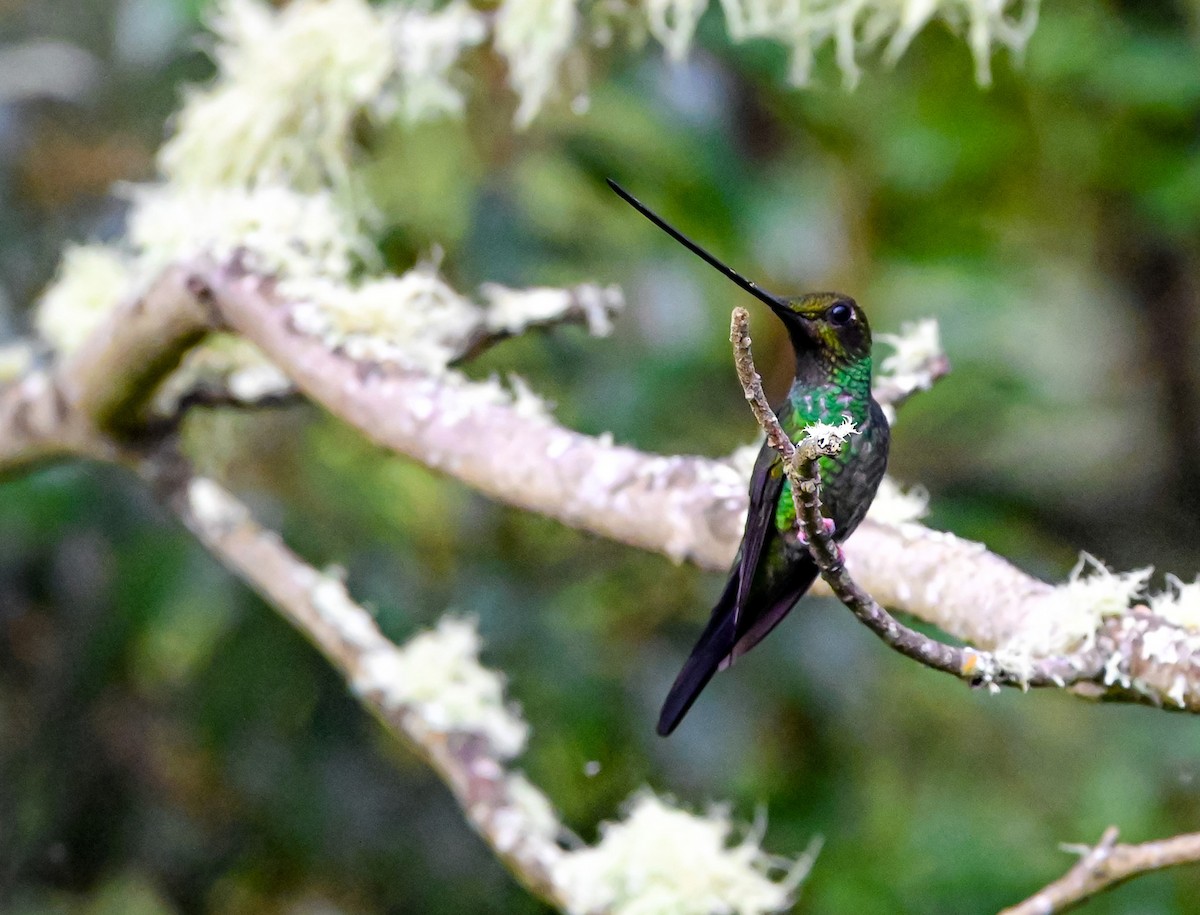 Мечеклюв - ML645550630