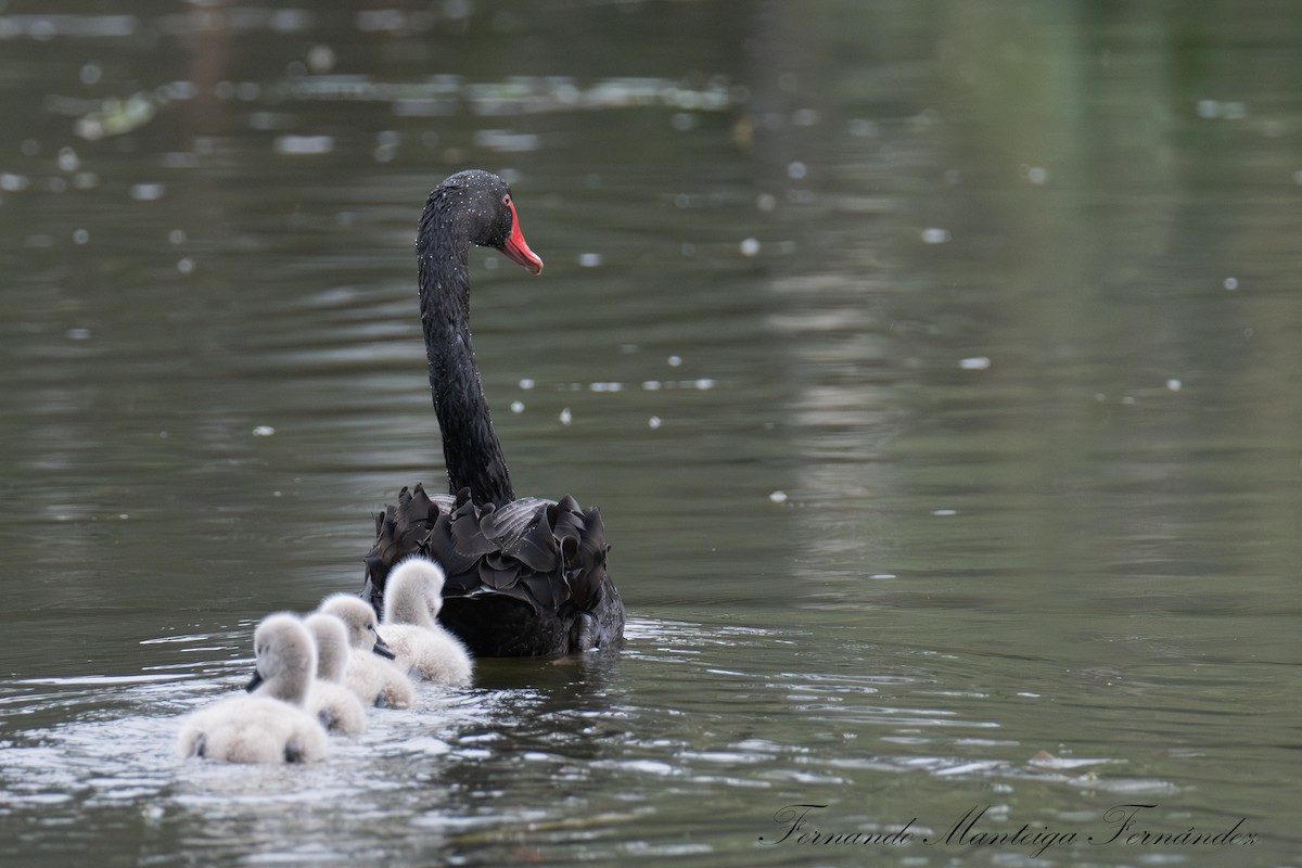 Black Swan - ML645550634