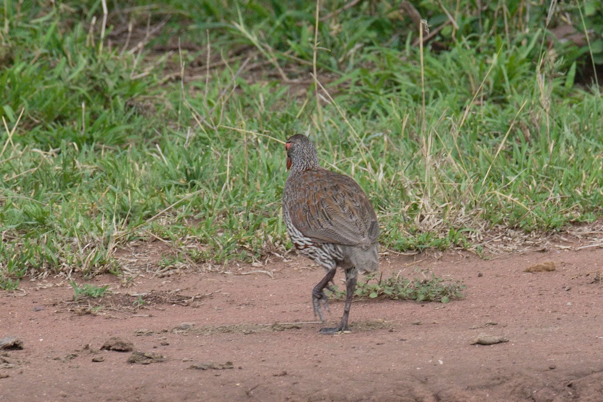 Красногорлый франколин - ML645550635