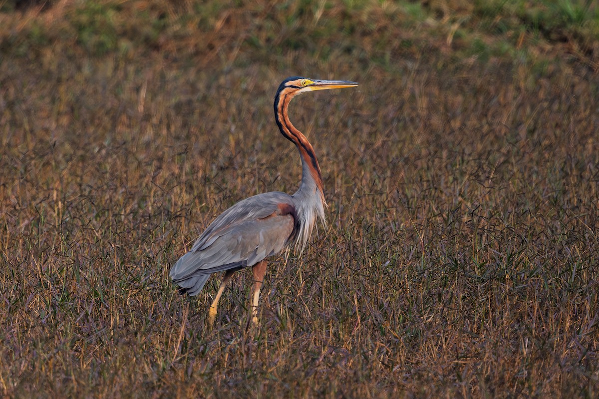 Рыжая цапля - ML645550636