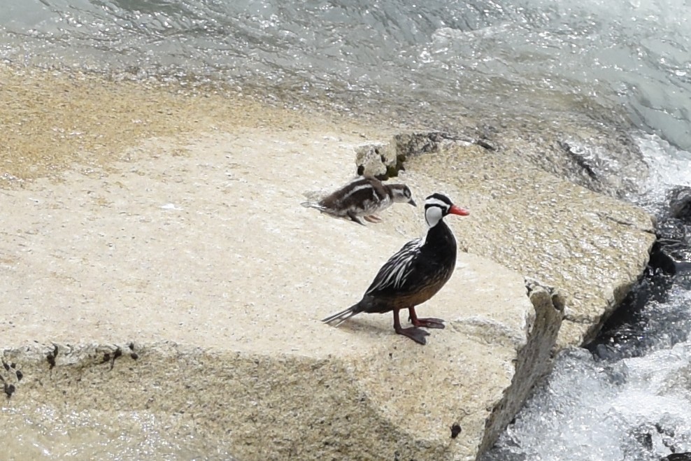 Ручьевая утка - ML645550637