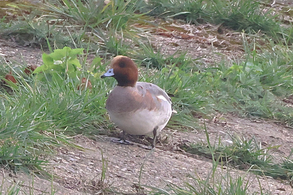 Свиязь - ML645550638