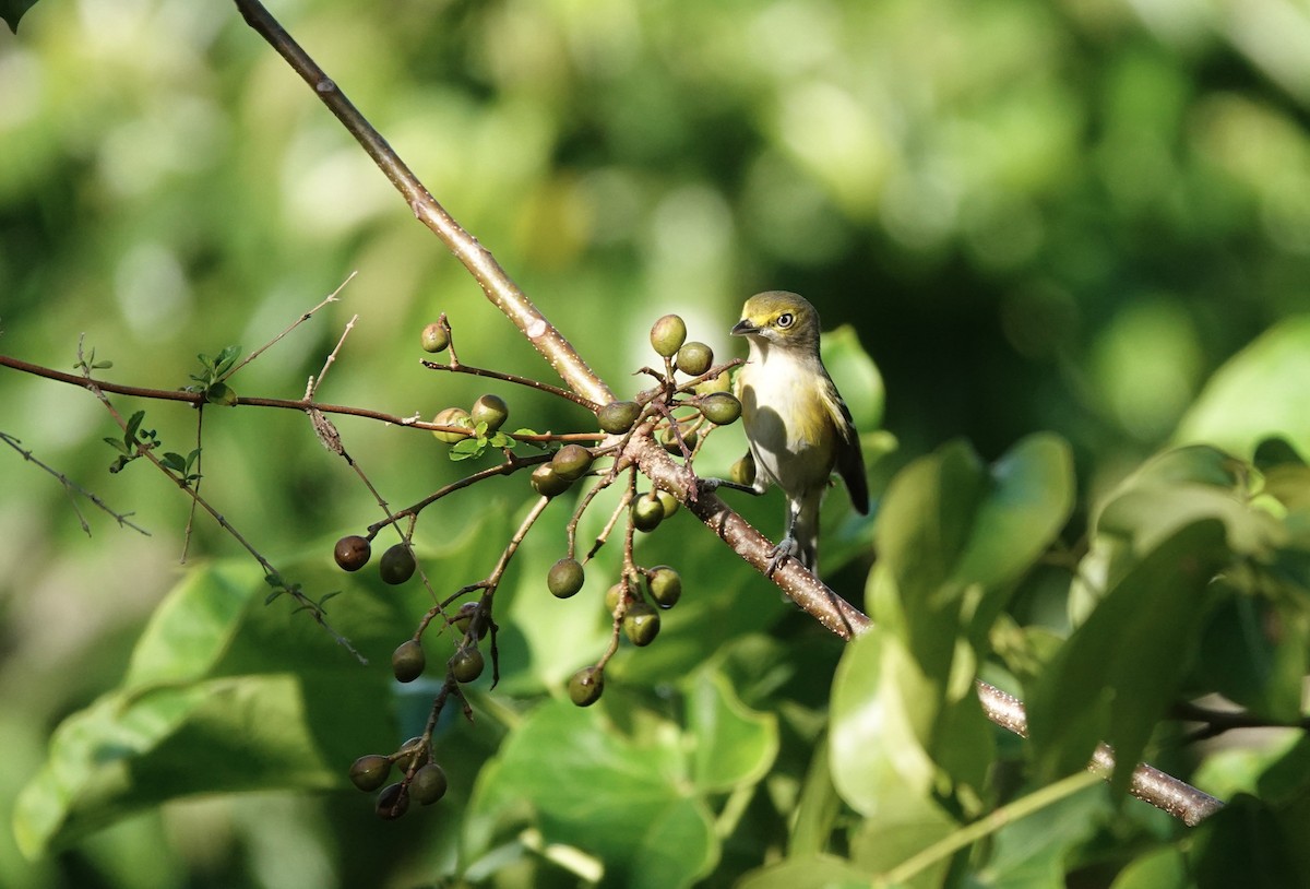 White-eyed Vireo - ML645550639
