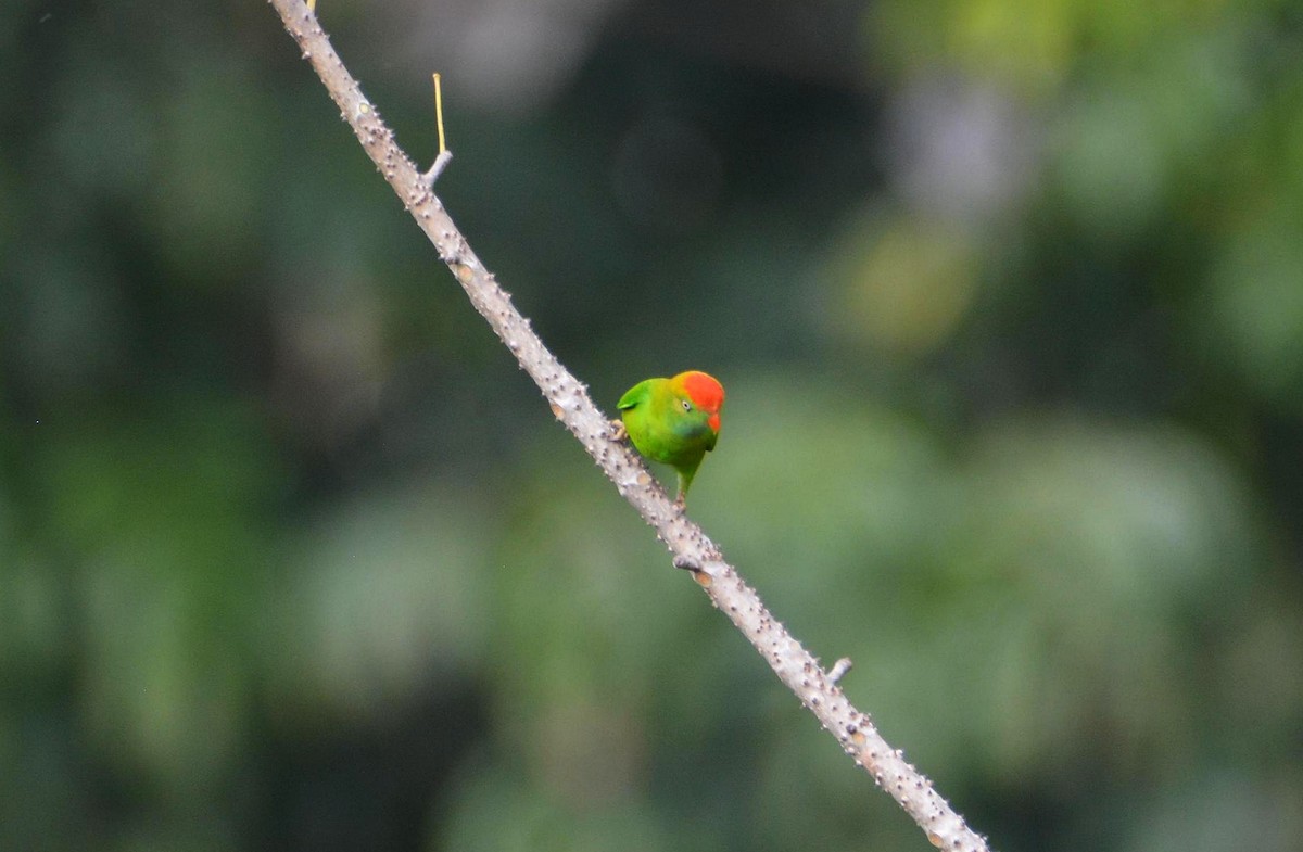 Цейлонский лорикулюс - ML645550640