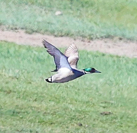 Касатка - ML645550645