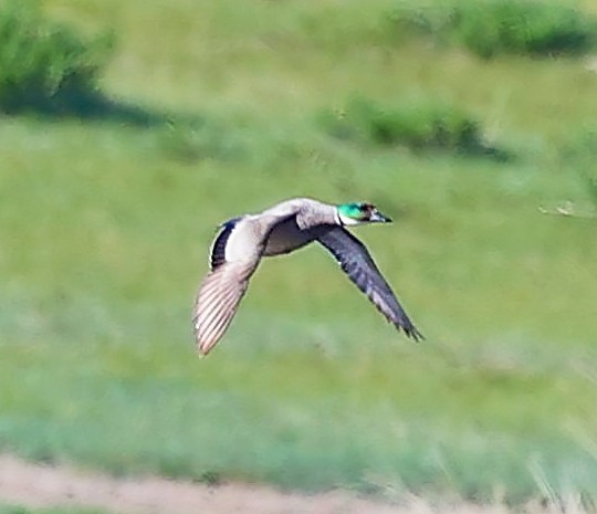 Касатка - ML645550646