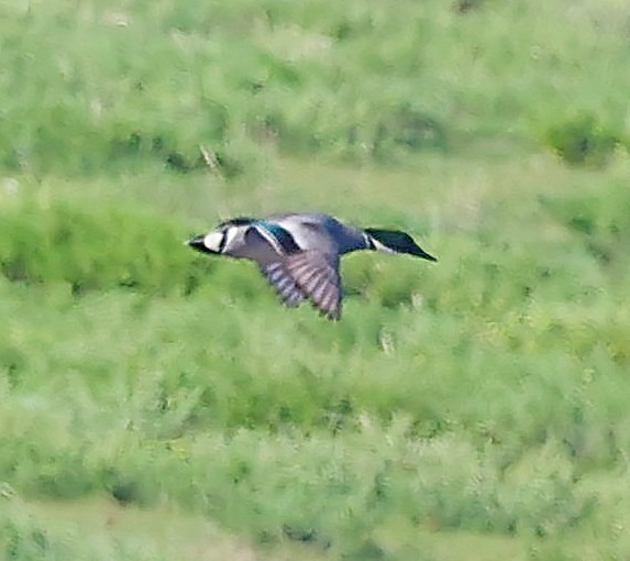 Касатка - ML645550647