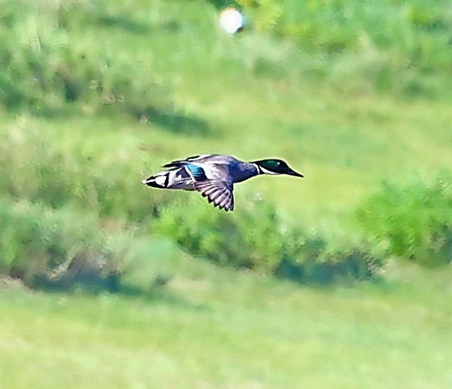 Касатка - ML645550648