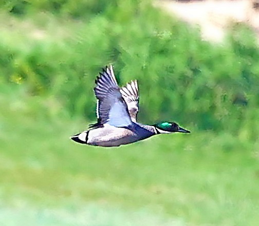 Касатка - ML645550649