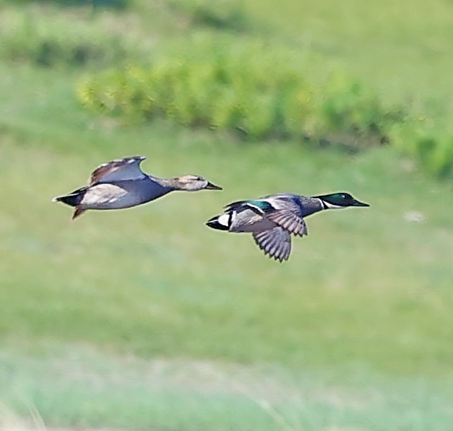 Касатка - ML645550650