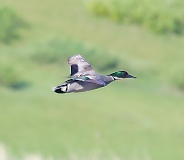 Касатка - ML645550651