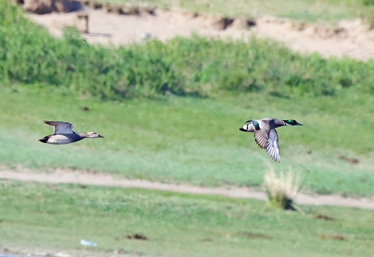 Касатка - ML645550653