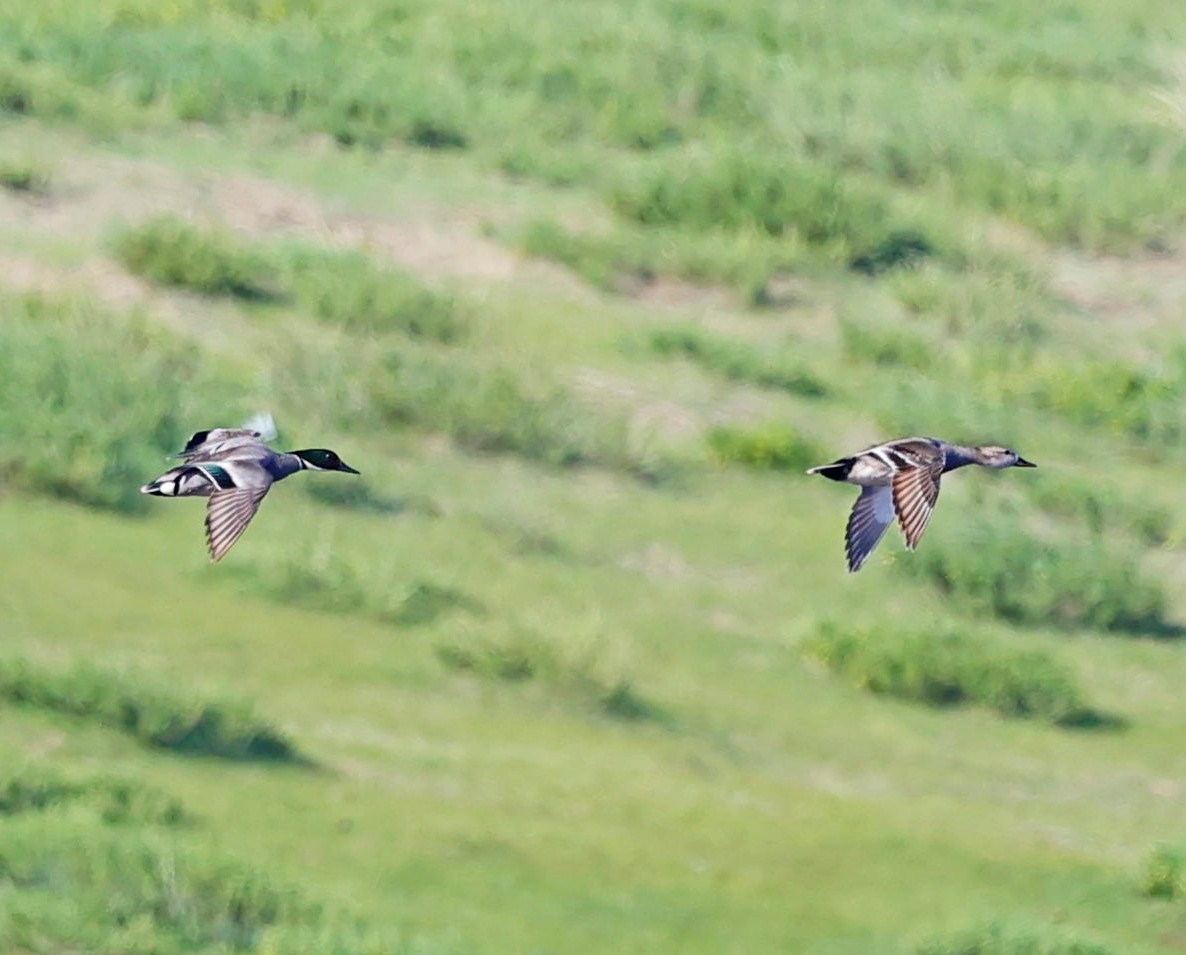 Касатка - ML645550654