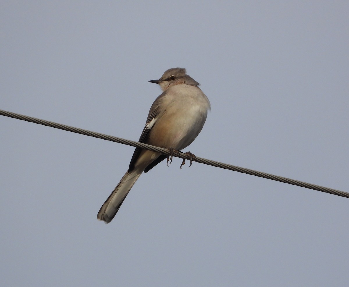 Многоголосый пересмешник - ML645550656