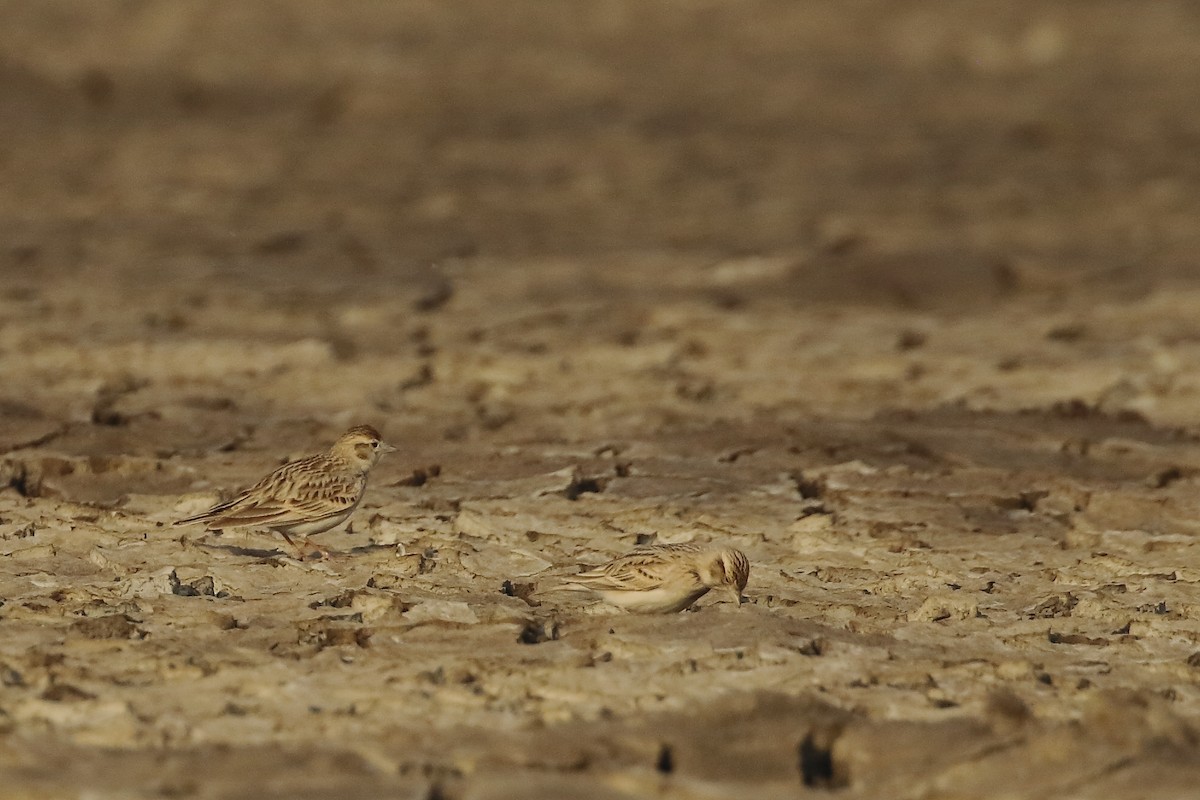 Восточный жаворонок - ML645550666