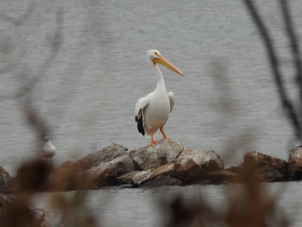 pelikán severoamerický - ML645550670