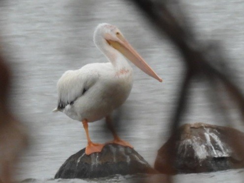 pelikán severoamerický - ML645550672