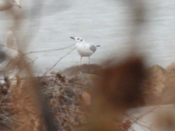 racek Bonapartův - ML645550680