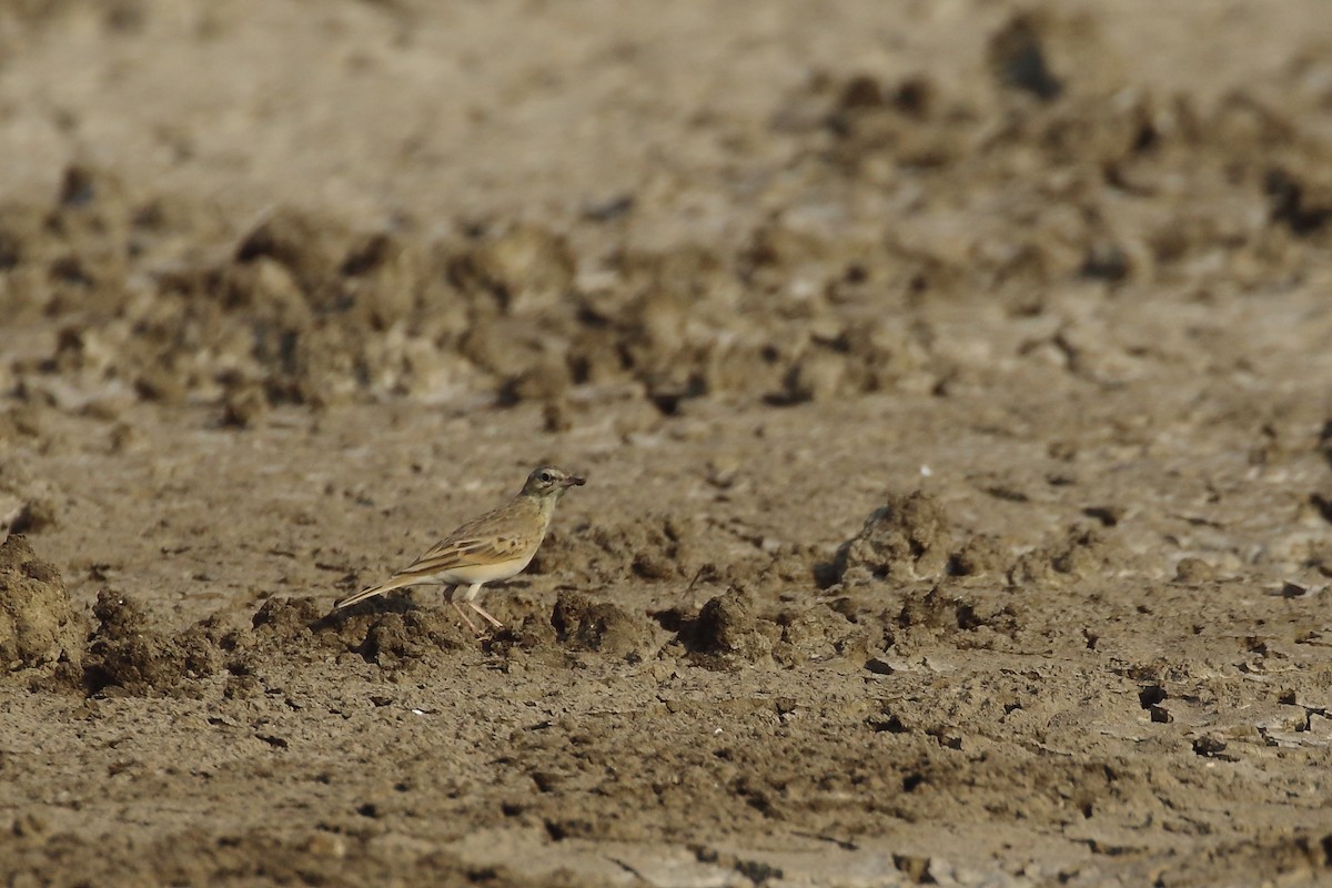 Полевой конёк - ML645550685